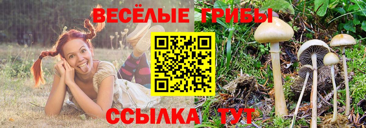 Псилоцибиновые грибы GOLDEN TEACHER Гуково